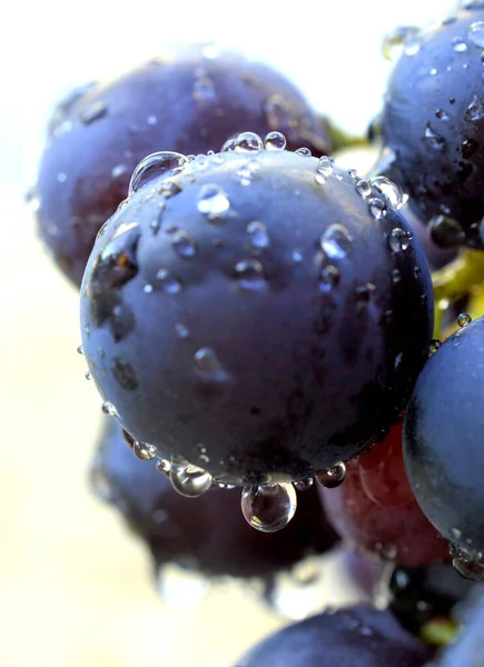 Капли воды на красном винограде — стоковое фото