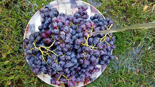 Uva fresca vendimia roja madura, gotas de agua — Foto de Stock