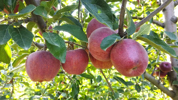 수확할 준비가 된 나뭇가지에 앉아 있는 붉게 익은 사과 — 스톡 사진