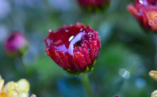 Σταγόνες νερού σε ένα λουλούδι Chrysanthemum, μακροεντολή — Φωτογραφία Αρχείου