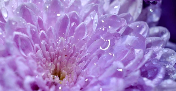 Gotas de água em uma flor de crisântemo, macro — Fotografia de Stock