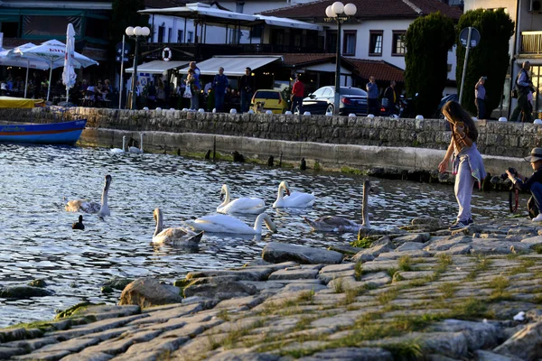 Ohrid, Mazedonien. 19. oktober 2019- Mädchen füttert Schwäne im See ohrid in Mazedonien — Stockfoto