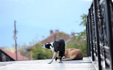 Başıboş köpek, pirelerle kürk tırmalıyor.