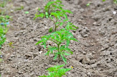Bahar görüntüsünde sebze bahçesi.