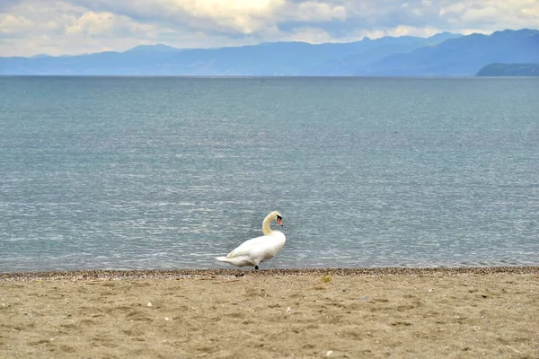 Macedón Köztársaság Ohridi Struga Macedónia Köztársaság Délnyugati Részén Fekszik Ohridi — Stock Fotó