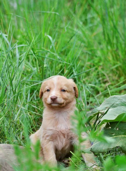 Çöplükte Çekilmiş Sevimli Sokak Köpeklerinin Resmi — Stok fotoğraf