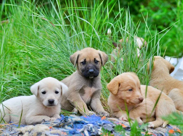 image of a cute stray puppies pictured in a garbage dump