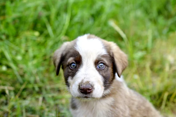 Olhos Tristes Filhote Cachorro Perdido Foto Natureza — Fotografia de Stock