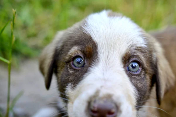 Doğada Resmedilen Başıboş Bir Köpek Yavrusunun Üzgün Gözleri — Stok fotoğraf