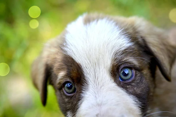 Droevige Ogen Van Een Verdwaalde Pup Afgebeeld Natuur — Stockfoto