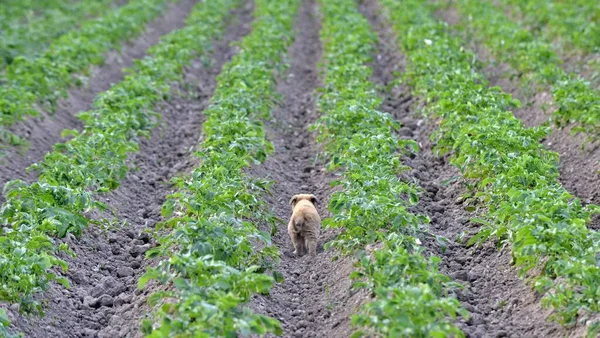 Schattig Verdwaald Puppy Rijen Van Aardappelen Veld Afbeelding — Stockfoto