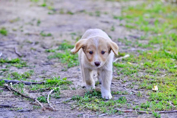 Olhar Triste Uma Imagem Cachorros Vadios — Fotografia de Stock