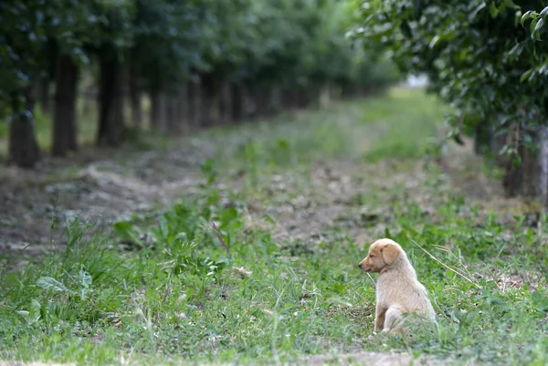 Olhar Triste Uma Imagem Cachorros Vadios — Fotografia de Stock