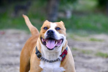 Mutlu Amerikan Staffordshire Teriyeri köpek safkan dişi köpek doğada.