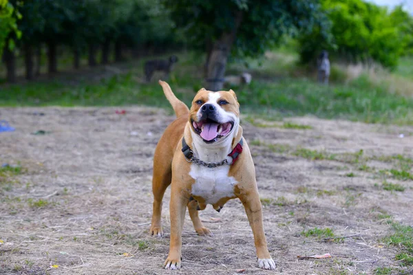 Glad Amerikansk Staffordshire Terrier Hund Renrasiga Tik Hund Naturen — Stockfoto