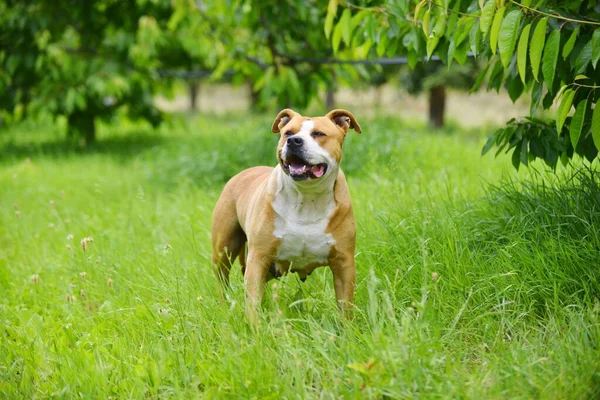 American Staffordshire Terrier Σκυλί Καθαρόαιμο Θηλυκό Σκυλί Στη Φύση — Φωτογραφία Αρχείου