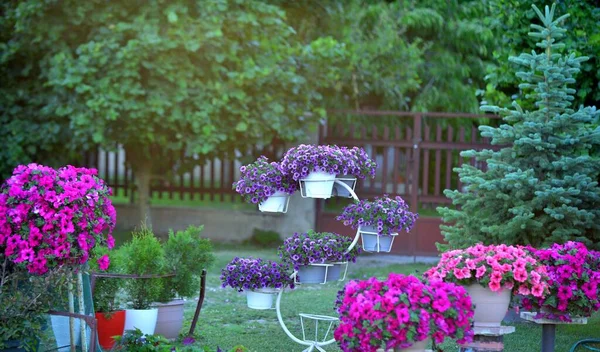 Красивый Ухоженный Цветочный Сад Красочными Цветами — стоковое фото