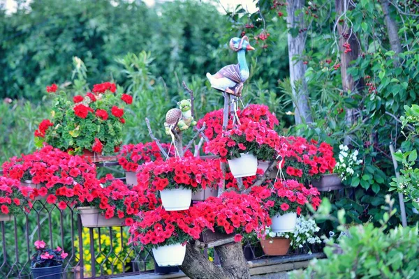 Bonito Jardín Flores Cuidado Con Flores Colores — Foto de Stock