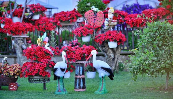 Bonito Jardín Flores Cuidado Con Flores Colores — Foto de Stock