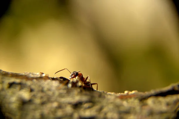 树皮图像上的森林蚂蚁 免版税图库照片