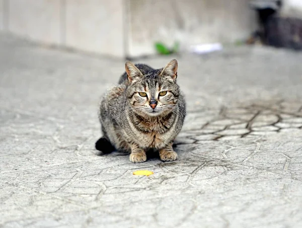 Chat Errant Sur Trottoir Rue Image — Photo