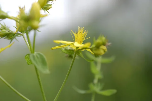 Hypericum Blommor Hypericum Perforatum Eller Johannesört Bild — Stockfoto