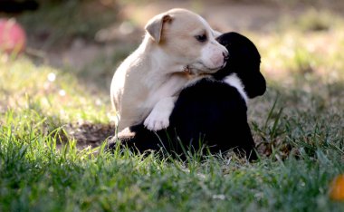 Şirin köpek teriyeri çimlerin üzerinde köpekleri karıştırıyor..