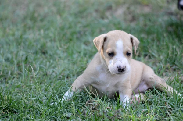 Niedliche Welpen Terrier Mischling Auf Einem Gras — Stockfoto