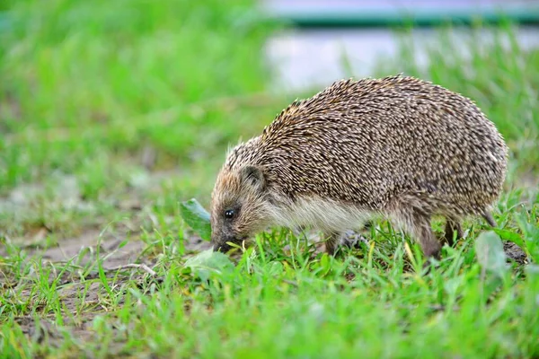 Hedgehog on green lawn in my backyard — Stock Photo, Image