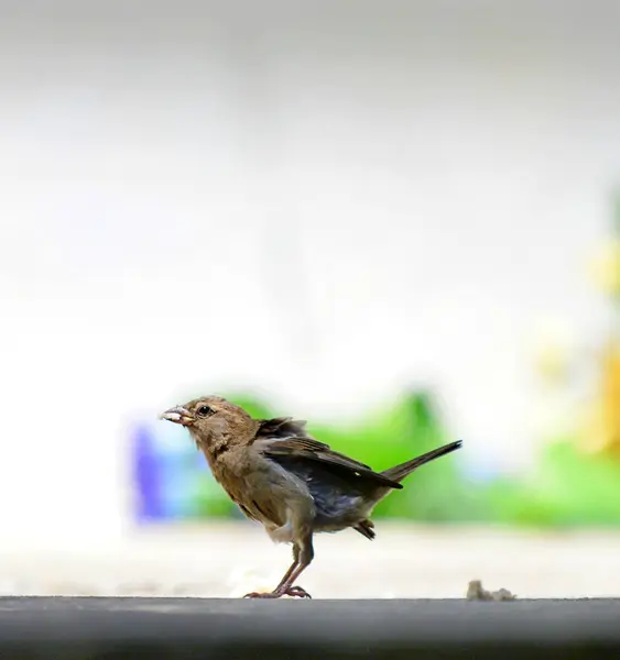 Pájaro Gorrión Con Comida Boca Imagen — Foto de Stock