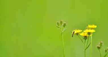 Yabani çiçek ve böcek. Bulanık arkaplan.