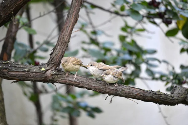 Bruants Domestiques Passer Domesticus Oiseau Dans Nature — Photo