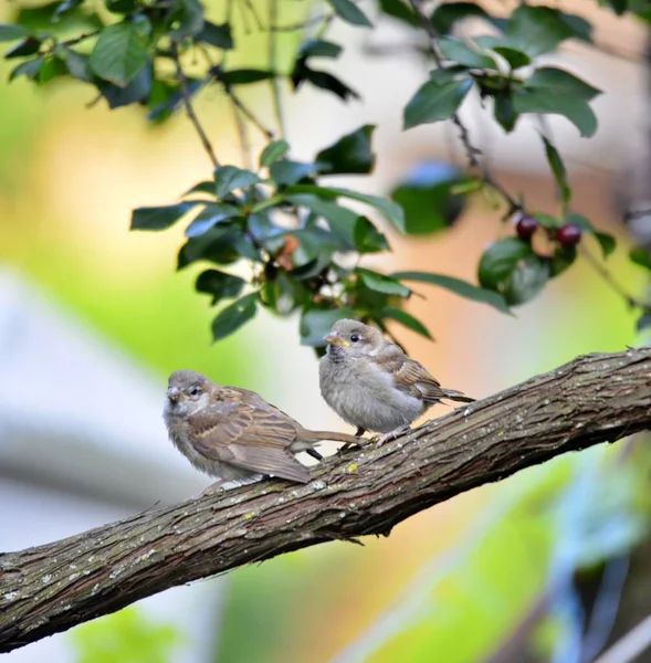 Bruant Domestique Passer Domesticus Oiseau Dans Nature — Photo