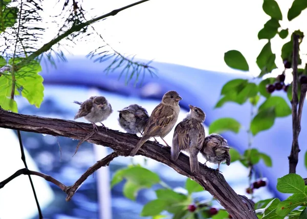 Bruants Domestiques Passer Domesticus Oiseau Dans Nature — Photo