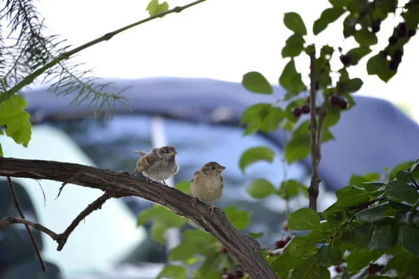 House Sparrows Passer Domesticus Bird Nature — Stock Photo, Image