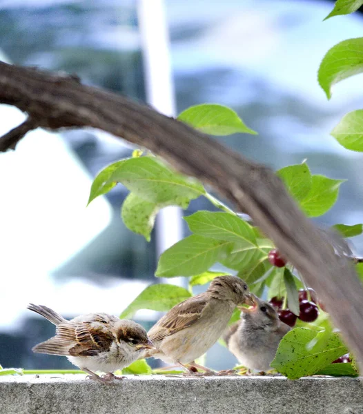 House Sparrows Passer Domesticus Pasăre Natură — Fotografie, imagine de stoc