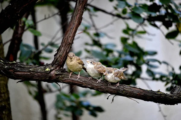 Bruants Domestiques Passer Domesticus Oiseau Dans Nature — Photo