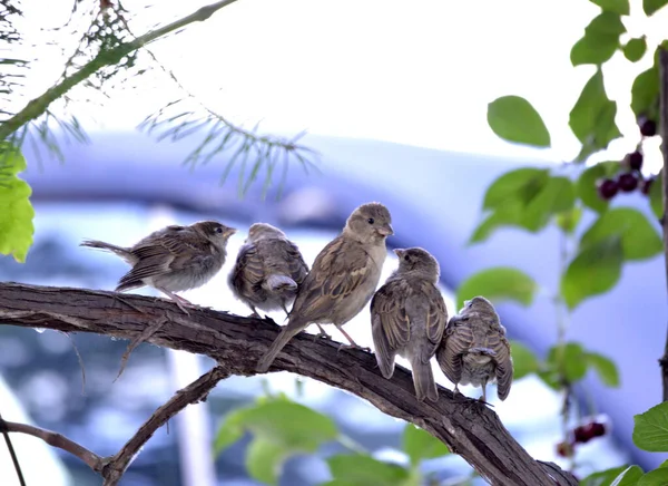 House Sparrows Passer Domesticus Pasăre Natură — Fotografie, imagine de stoc
