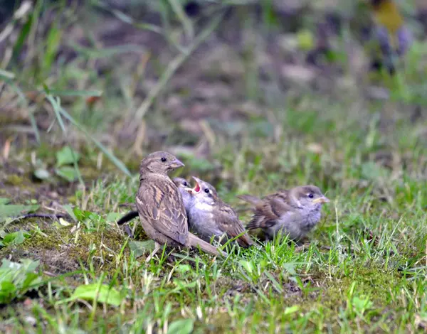 Moineau Domestique Passer Domesticus Oiseau Dans Nature — Photo
