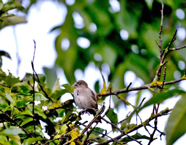 House Sparrow Passer Domesticus Image — Stock Photo, Image