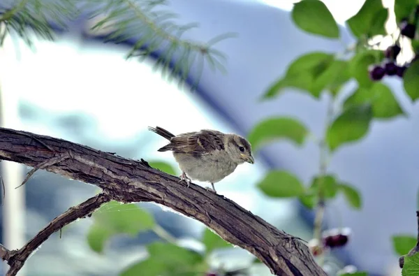 House Sparrow Passer Domesticus Bird Nature — Stock Photo, Image