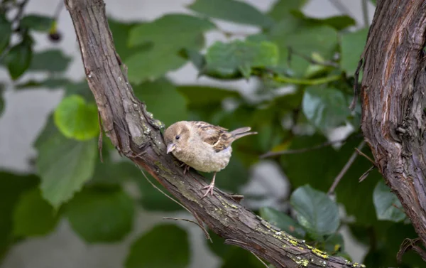 House Sparrow Passer Domesticus Bird Nature — Stock Photo, Image