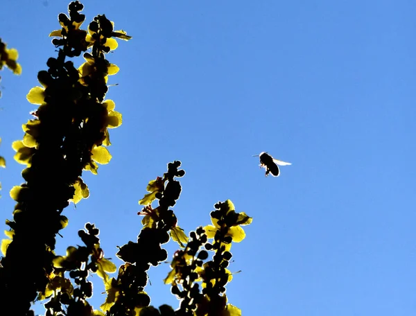 Bee Flower Summer Mornig Shot Nature Concept — Stock Photo, Image