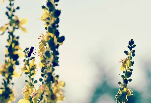 蜂の花 夏の朝のショット 自然コンセプト — ストック写真