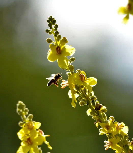 蜂の花 夏の朝のショット 自然コンセプト — ストック写真