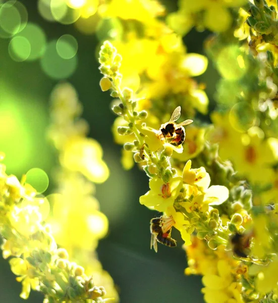 蜂の花 夏の朝のショット 自然コンセプト — ストック写真