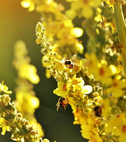 蜂の花 夏の朝のショット 自然コンセプト — ストック写真