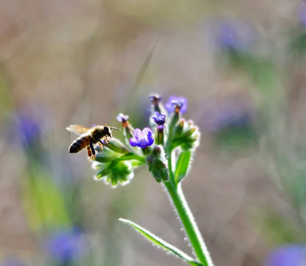 Biene Auf Blume Sommermorgen Geschossen Naturkonzept — Stockfoto