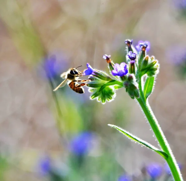 Abeja Flor Toma Mañana Verano Concepto Naturaleza — Foto de Stock