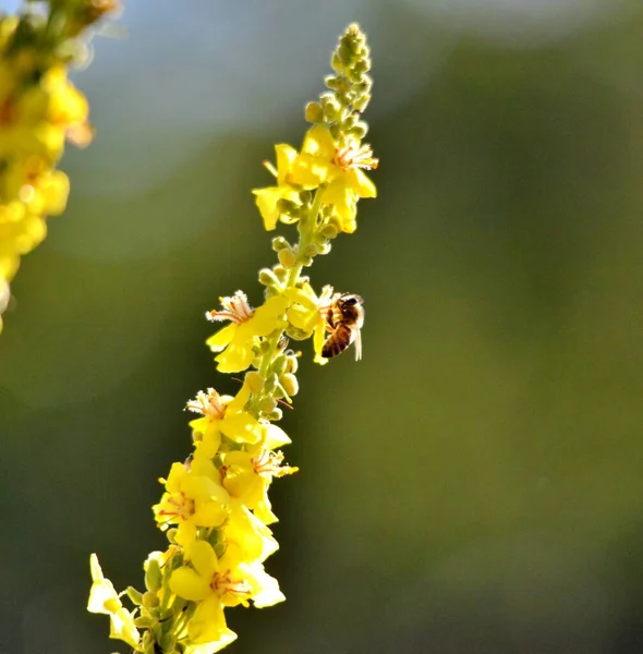 Bin Blomma Sommar Mornig Skott Natur Koncept — Stockfoto